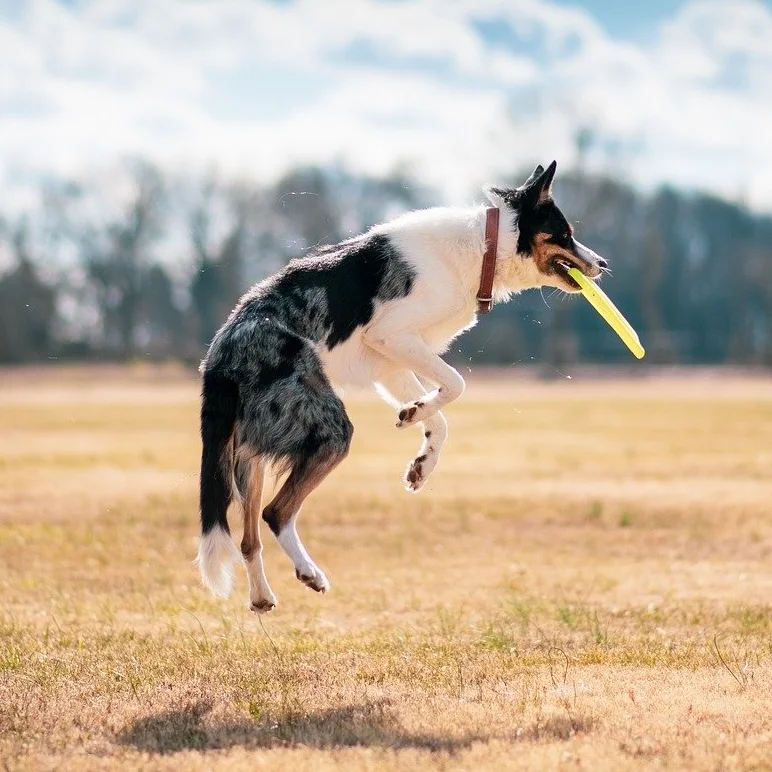 Dog catching frisbee